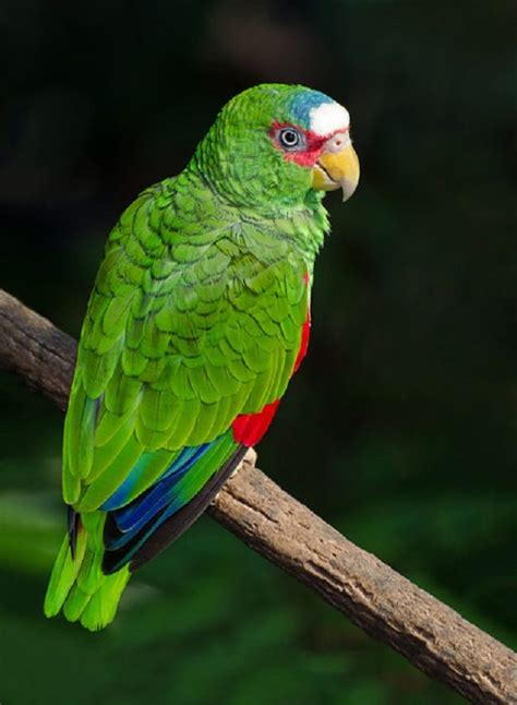 Top 10 Most Beautiful Parrot species Worldwide   Disk ...