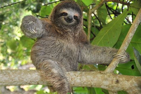 Top 10 Most Seen Animals Amazon Rainforest | Gulliver ...