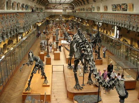 Top 10 Museums To See Before You Keel Over   Dinosaurs Forum