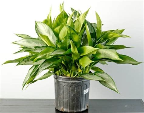 Top 10 NASA Approved Houseplants for Improving Indoor Air ...