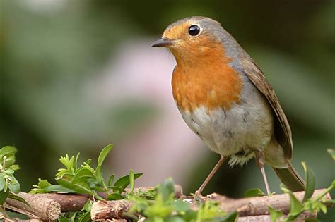 Top 10 Robin Bird Photos | AmO
