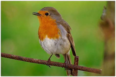 Top 10 Robin Bird Photos | AmO