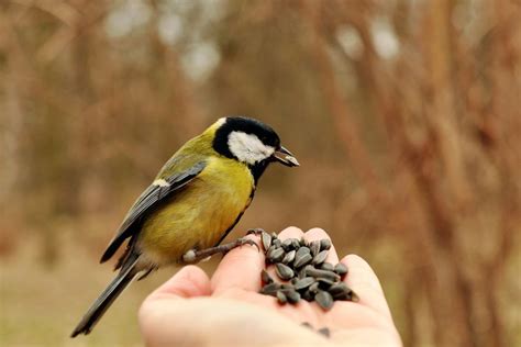 Top 10 Worst Foods To Feed Backyard Birds