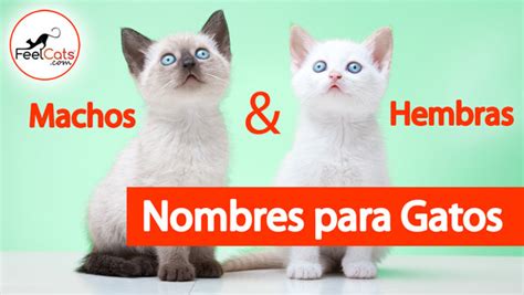 TOP 100 Nombres para Gatos  más bonitos y originales  | FeelCats