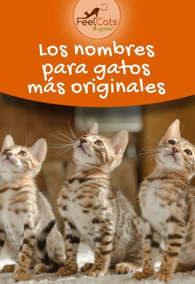 TOP 100 Nombres para Gatos  más bonitos y originales  | FeelCats ...