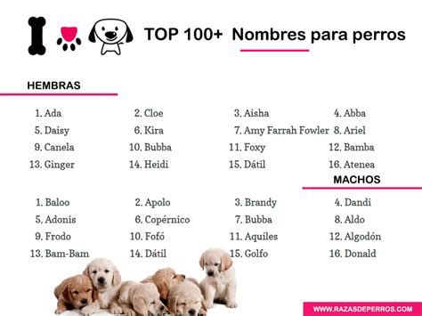 Top 100 Nombres para Perros Mejores nombres de 2022