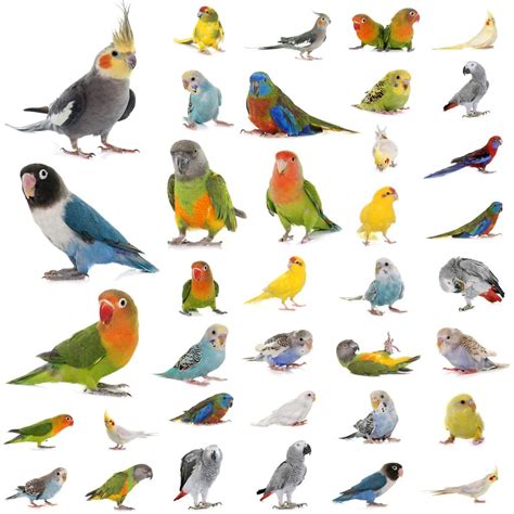 Top 100 Popular Bird Names