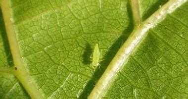 TOP 15 de los insectos que causan mayores plagas en ...