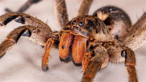Top 15 Deadliest Spiders In The World  That Can Kill You