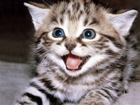 TOP 15 Really Cute Kittens ~ Amits IT Blog  Latest ...