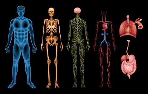 Top 18 mejores sistema abierto cuerpo humano definicion en 2022