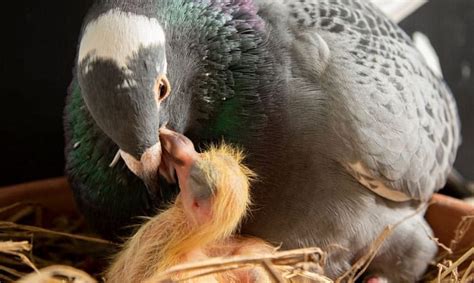 Top 20 what do pigeons feed their young – hkfindall.com