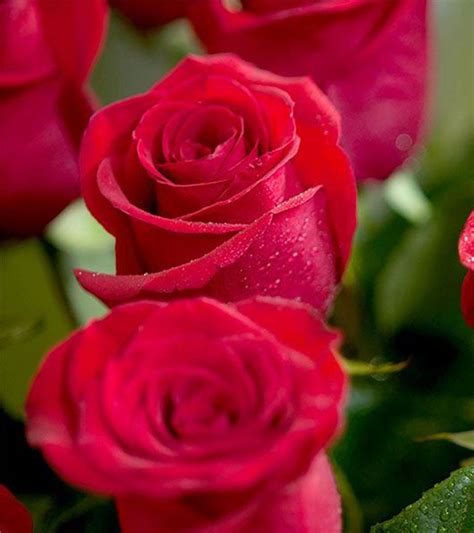 Top 25 Most Beautiful Red Roses | Rose flower pictures, Rose flower ...