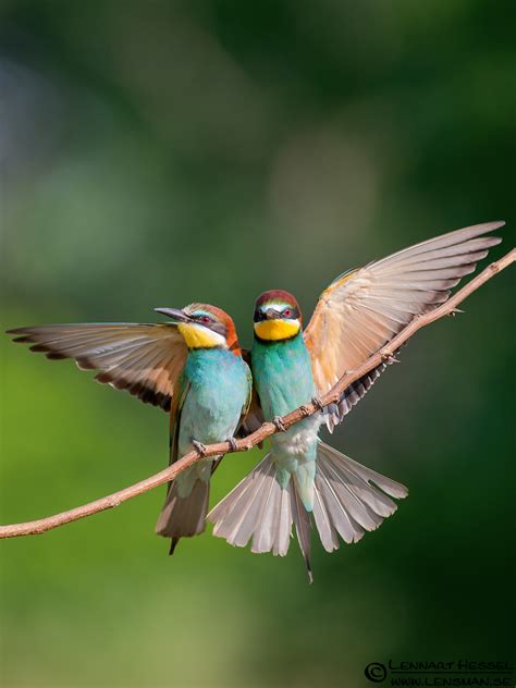 Top 25 Wild Bird Photographs of the Week #18 – National ...