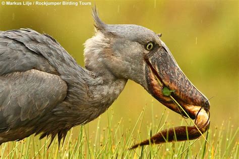 Top 25 Wild Bird Photographs of the Week #51 – National ...