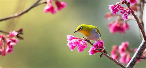 Top 25 Wild Bird Photographs of the Week: Birds in Flowers ...