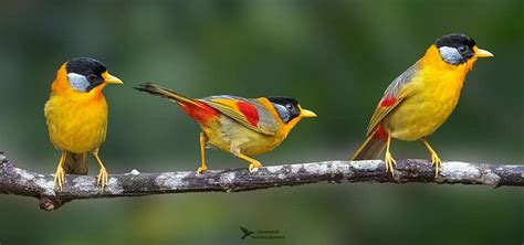 Top 25 Wild Bird Photographs of the Week: Birds with ...