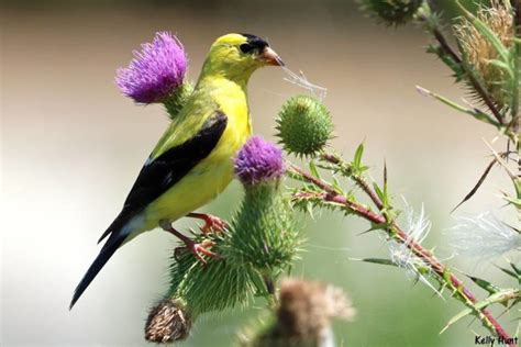 Top 25 Wild Birds Photographs of the Week: Birds in ...