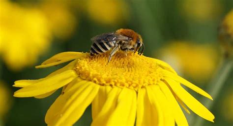 TOP 30 plantas que aman las abejas   ecocolmena