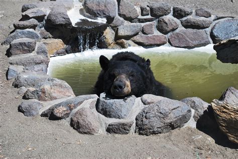 Top 4 Reasons To Visit the Animal Ark | Reno Tahoe