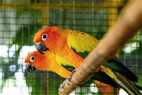 Top 5 Most Brightly Colored Pet Birds