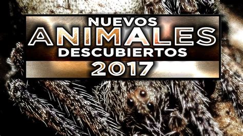 TOP 5 Nuevos ANIMALES descubiertos [Ed. 2017]   YouTube