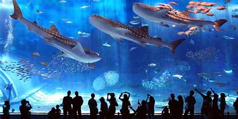Top 5: The most amazing giant aquariums in the world ...