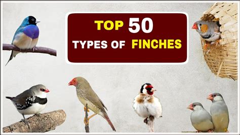 Top 50 Types of Finches | Finches and Names |   YouTube