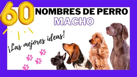 TOP 60 MEJORES NOMBRES PARA PERROS MACHOS [Bonitos y originales] para ...