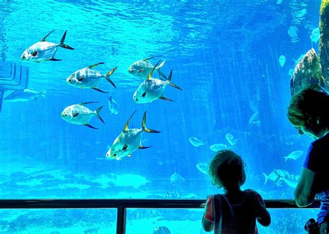 Top Aquariums dans le monde en 2016   Proxifun