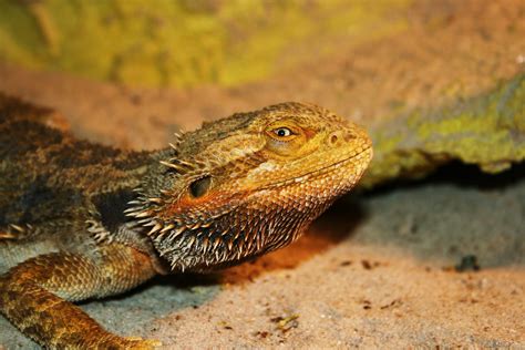 Top Five Most Common Types of Pet Lizards | Pets and Animals Tips