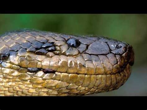 TOP: Las 5 Serpientes Más GRANDES Del Mundo | Doovi