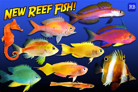 Top Ten New Species of Reef Fish of 2017 | Reef Builders ...