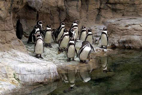 Top Things to See and Do at the St. Louis Zoo