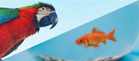 Top tips on caring for birds & fish | Absolute Pets