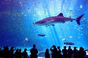 Top World Shark Dives   Wikitravel