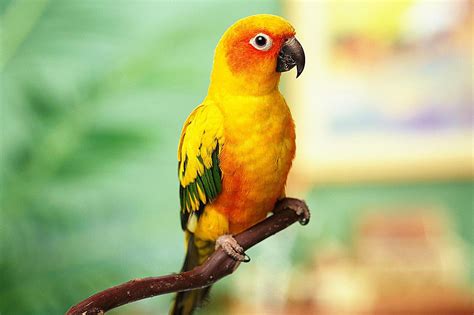 Top5 Best Pet Birds In The World   FuriousList.com