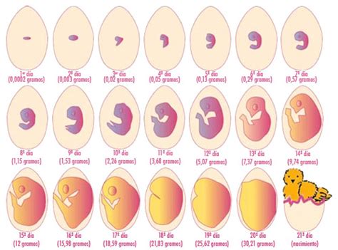 TOPATI 7: Ovoscopio para controlar la fecundación de huevos