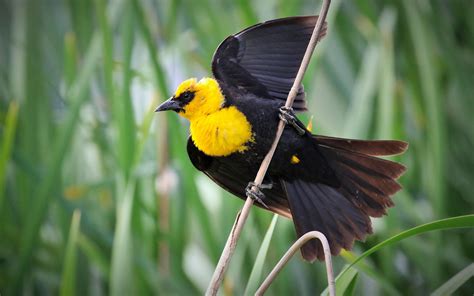 Tordo Cabeza Amarilla | Guía de Aves