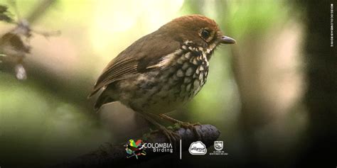 Tororoi Bailador, la nueva especie de ave nativa de Colombia | La ...