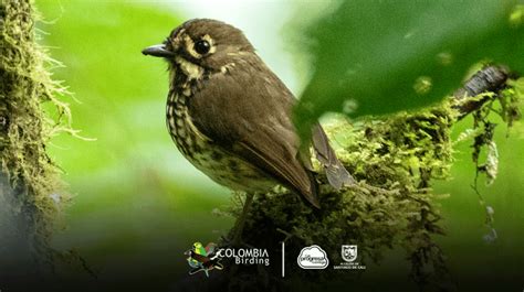 Tororoi Bailador, la nueva especie de ave nativa de Colombia | La ...