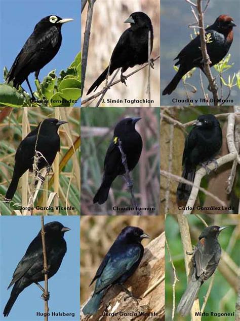 Total 39+ imagen aves negras nombres   Consejotecnicoconsultivo.com.mx
