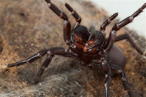 Toxic masculinity: why male funnel web spiders are so ...