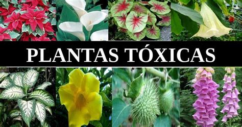 Toxicologia Geral   Farmácia   INTA: PLANTAS TÓXICAS