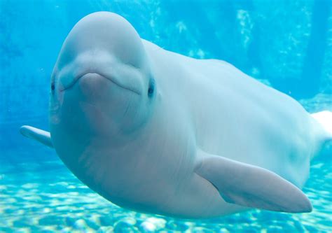 Toxin  killed mother, daughter beluga whales at Vancouver ...