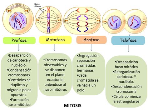 Trabajos de Biología #Dario higuera#: FACES DE LA MITOSIS