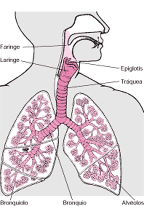 Tracto respiratorio   EcuRed