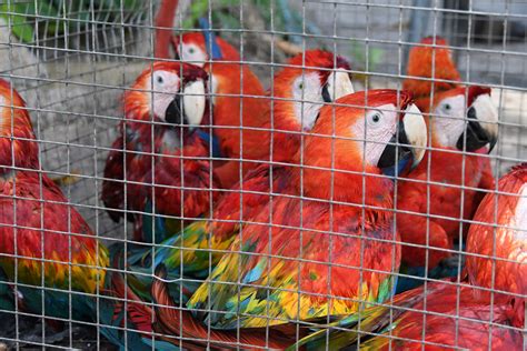 Tráfico de animais no Brasil: Tema de Redação | Redação Online