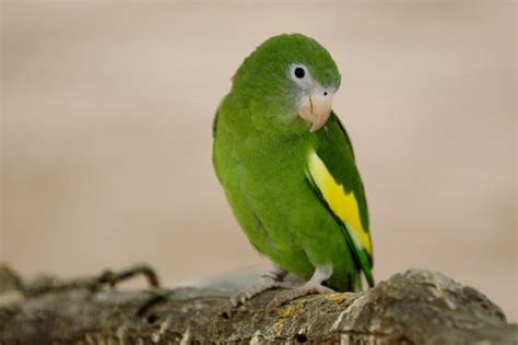 Tráfico de aves en Perú: las 6 especies más buscadas en el mercado ilegal
