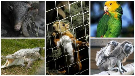 tráfico de fauna: Los animales más afectados por el ...